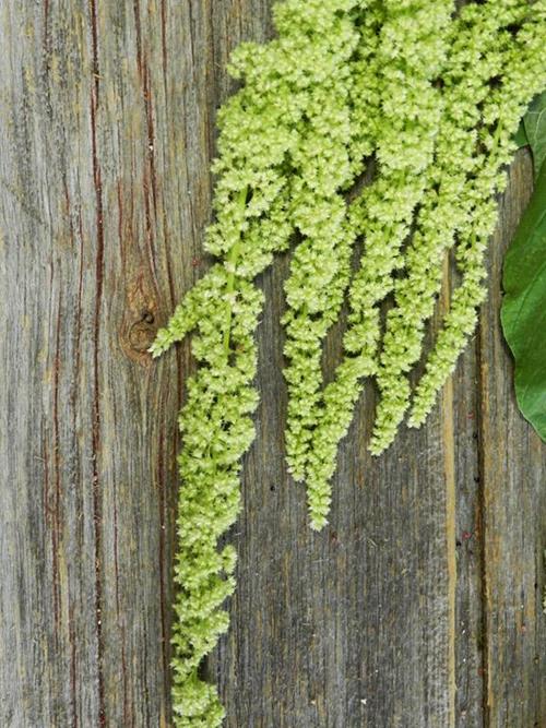 HANGING AMARANTHUS GREEN